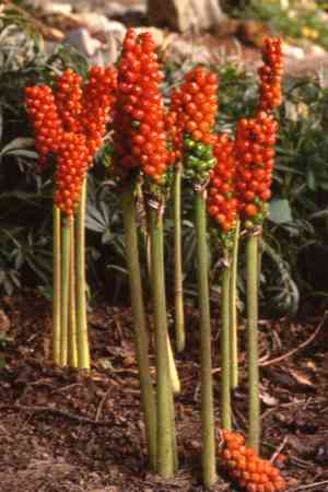 Italian arum(Arum italicum)