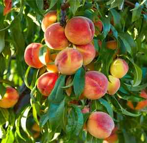 Peach(Prunus persica)