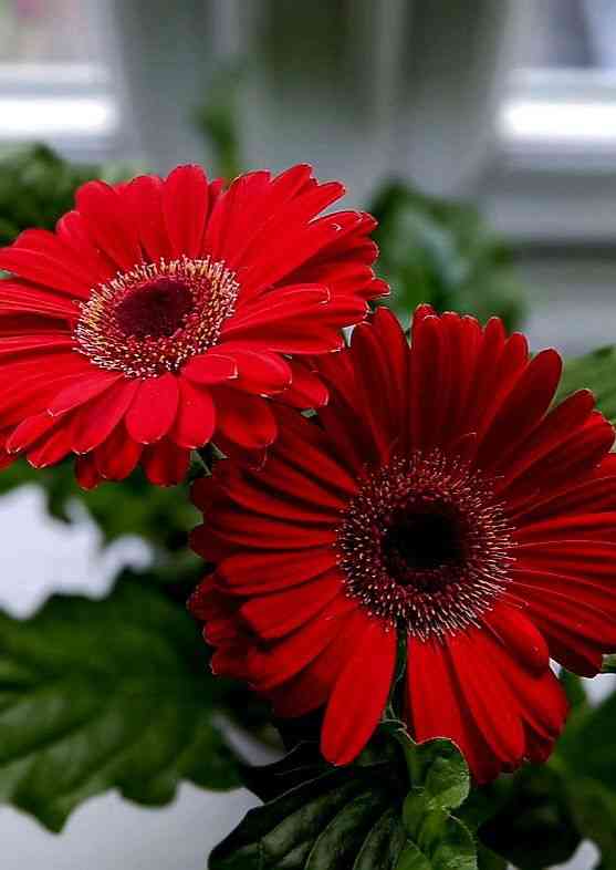 Barberton daisy(Gerbera jamesonii)