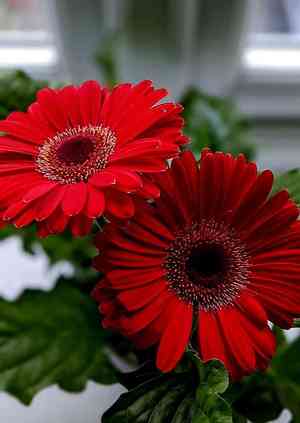 Barberton daisy(Gerbera jamesonii)