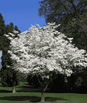 Flowering dogwood(Cornus florida)