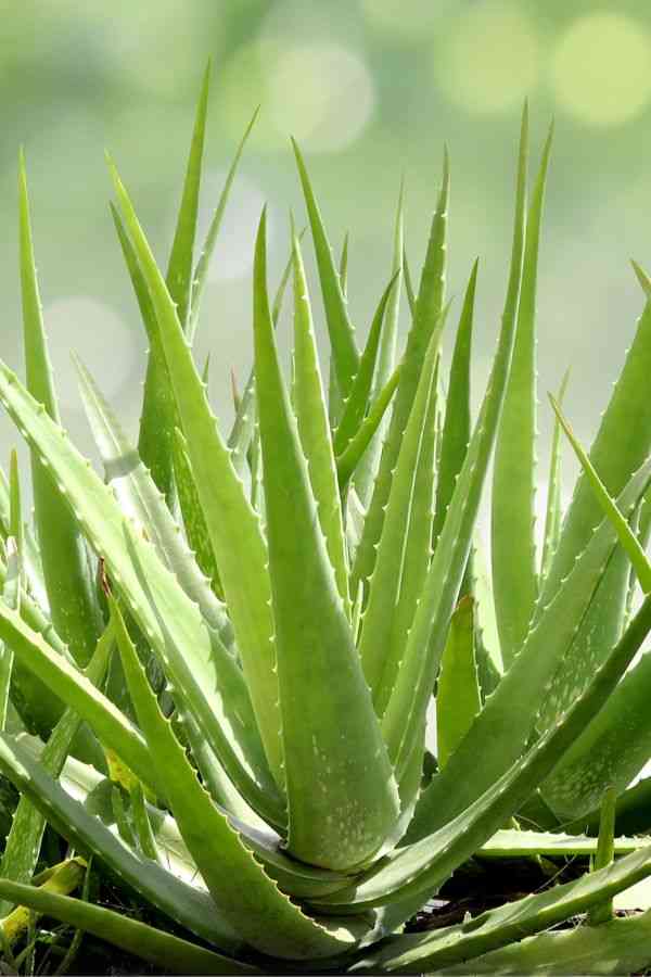 Aloe vera(Aloe vera)