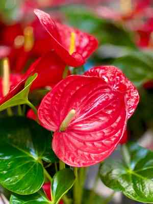 Flamingo flower(Anthurium andraeanum)
