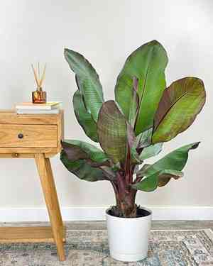 Abyssinian banana(Ensete ventricosum)