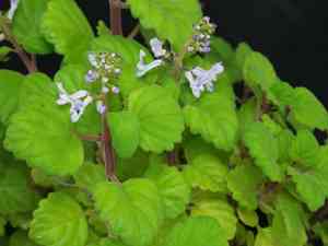 Swedish ivy(Plectranthus verticillatus)
