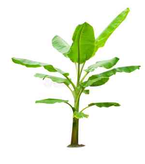 Edible banana(Musa acuminata)