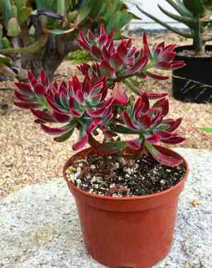 Chenille plant(Echeveria pulvinata)