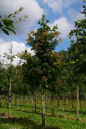 Swamp white oak(Quercus bicolor)