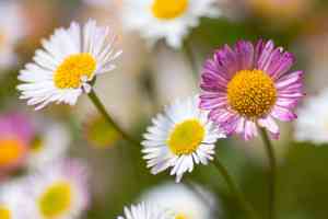 Mexican fleabane(Erigeron karvinskianus)