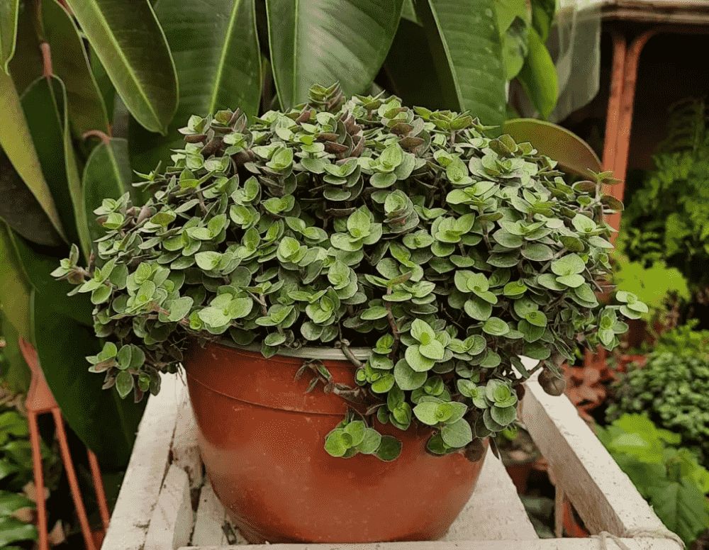 Turtle vine(Callisia repens)