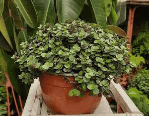 Turtle vine(Callisia repens)