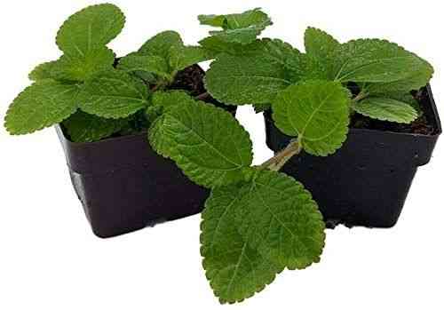 Creeping charlie(Pilea nummulariifolia)