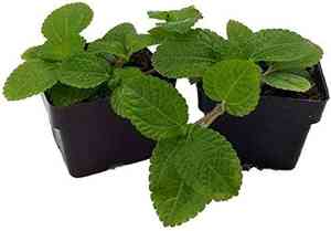 Creeping charlie(Pilea nummulariifolia)