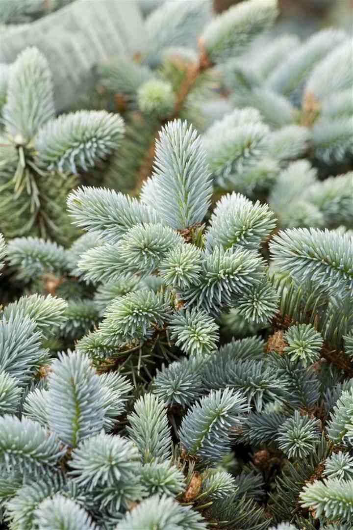Blue spruce(Picea pungens)