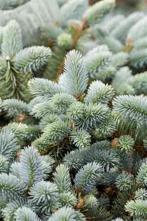 Blue spruce(Picea pungens)