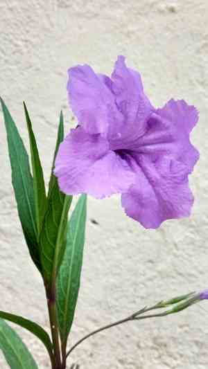 Mexican petunia(Ruellia simplex)