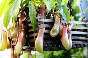 Nepenthes spp.(Nepenthes spp.)