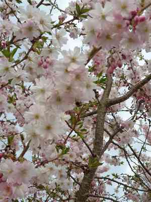 Winter-flowering cherry(Prunus subhirtella)