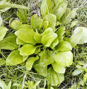Blackseed plantain(Plantago rugelii)