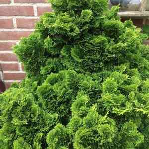 Hinoki cypress(Chamaecyparis obtusa)