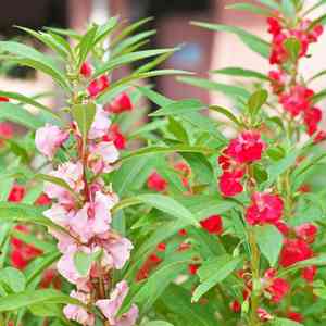 Garden balsam(Impatiens balsamina)