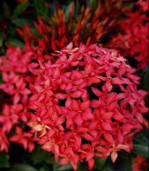 Chinese ixora(Ixora chinensis)