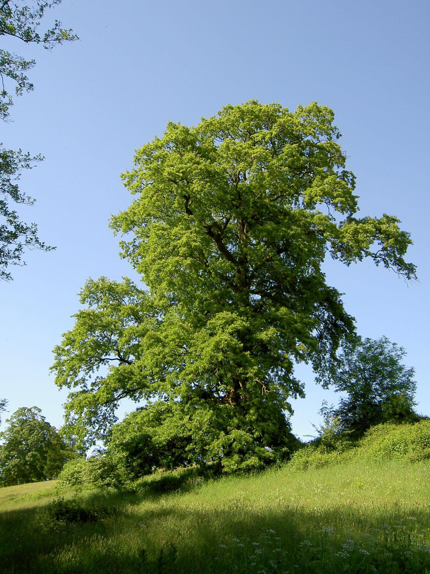 Turkey oak