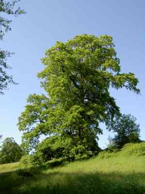 Turkey oak(Quercus cerris)