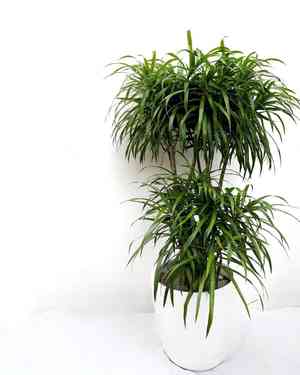 African Spear, Stuckyi, Snake Plant(Dracaena stuckyi)