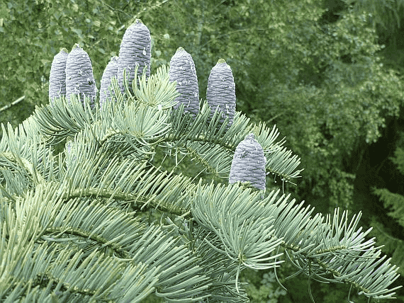 White fir(Abies concolor)