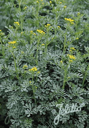 Rue(Ruta graveolens)