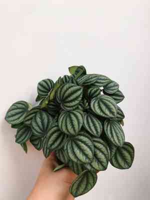 Peperomia albovittata(Peperomia albovittata)