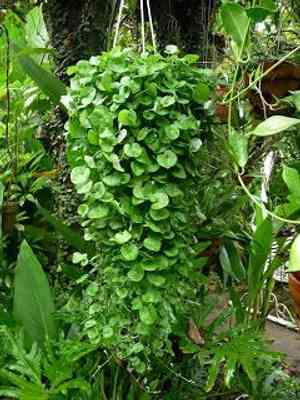 Asian ponysfoot(Dichondra micrantha)