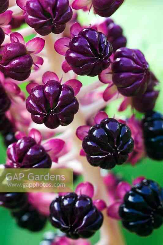 Pokeweed(Phytolacca americana)