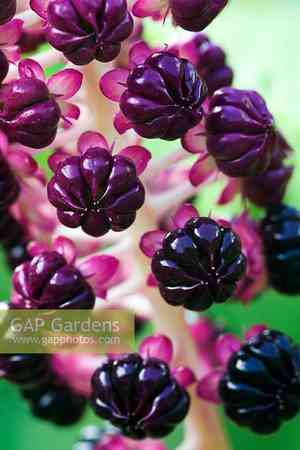 Pokeweed(Phytolacca americana)