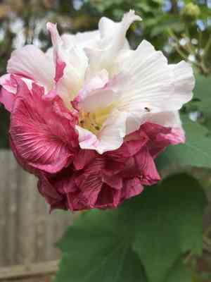 Confederate rose(Hibiscus mutabilis)