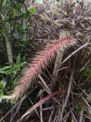 Crimson fountain grass(Cenchrus setaceus)