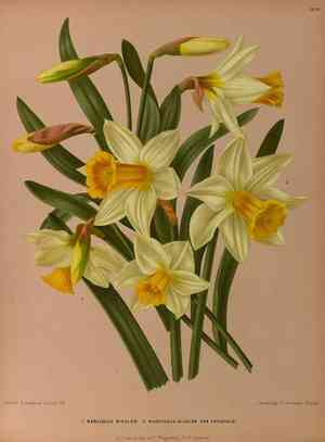 Wild daffodil(Narcissus pseudonarcissus)
