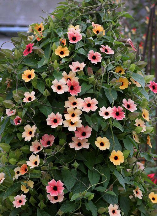 Black-eyed susan vine