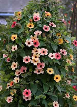 Black-eyed susan vine(Thunbergia alata)