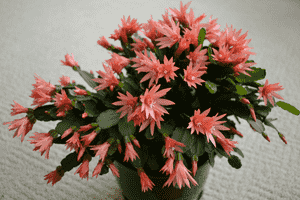 Rhipsalidopsis gaertneri(Rhipsalidopsis gaertneri)