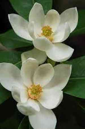 Sweetbay magnolia(Magnolia virginiana)