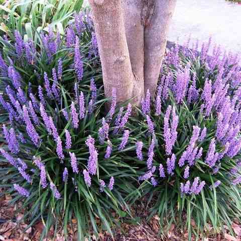 Big blue lilyturf(Liriope muscari)