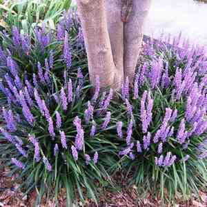 Big blue lilyturf(Liriope muscari)