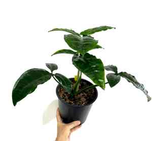 Arrowhead vine(Syngonium auritum)