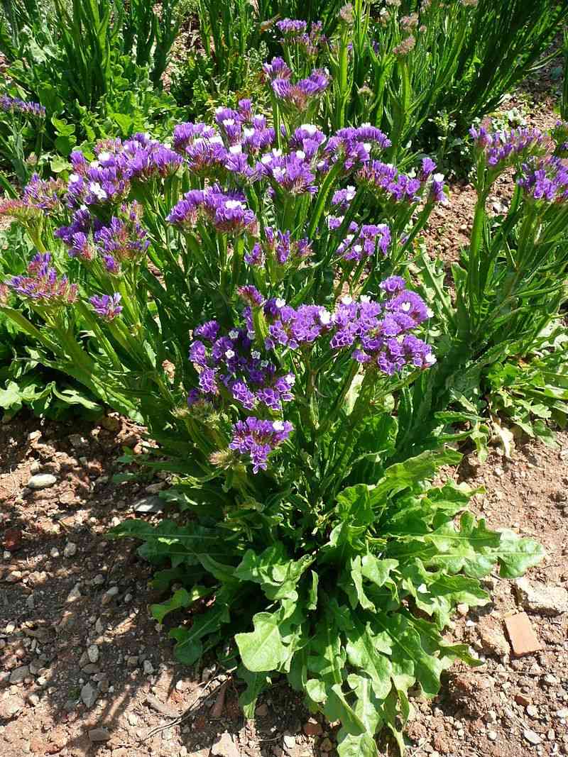 Wavyleaf sea lavender(Limonium sinuatum)