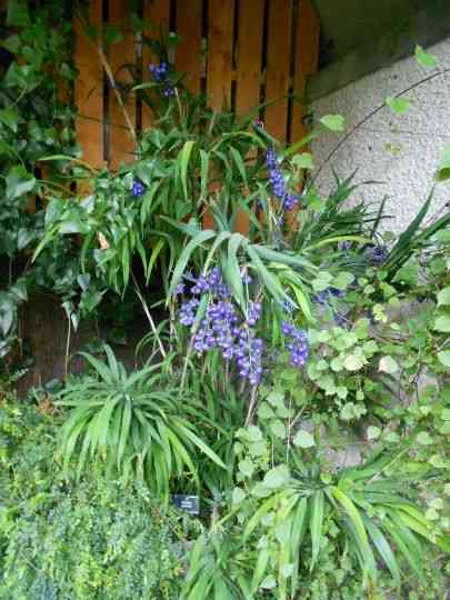 Flax lily(Dianella ensifolia)