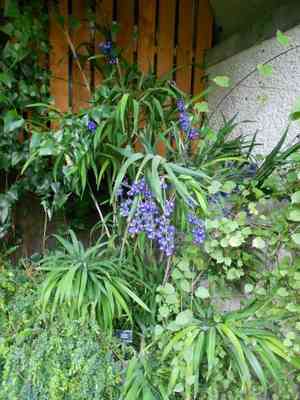 Flax lily(Dianella ensifolia)
