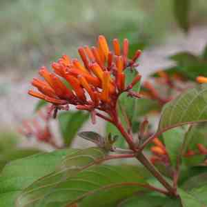 Firebush(Hamelia patens)