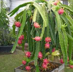 Selenicereus undatus(Selenicereus undatus)